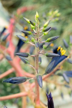 Saint Gallen, İsviçre, 9 Mayıs 2025 Puya Coerulea bitkisi botanik bahçesinde.