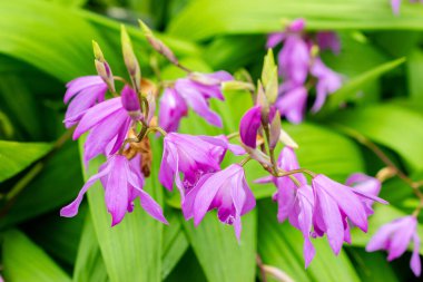 Saint Gallen, İsviçre, 9 Mayıs 2025 Bletilla Striata veya botanik bahçesindeki Çin orkide bitkisi