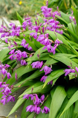 Saint Gallen, İsviçre, 9 Mayıs 2025 Bletilla Striata veya botanik bahçesindeki Çin orkide bitkisi