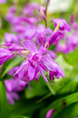 Saint Gallen, İsviçre, 9 Mayıs 2025 Bletilla Striata veya botanik bahçesindeki Çin orkide bitkisi