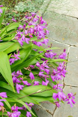 Saint Gallen, İsviçre, 9 Mayıs 2025 Bletilla Striata veya botanik bahçesindeki Çin orkide bitkisi