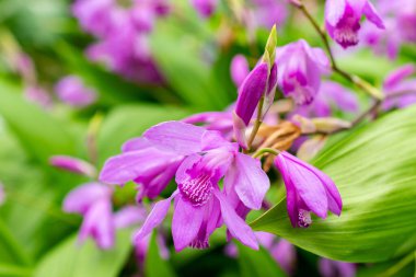 Saint Gallen, İsviçre, 9 Mayıs 2025 Bletilla Striata veya botanik bahçesindeki Çin orkide bitkisi