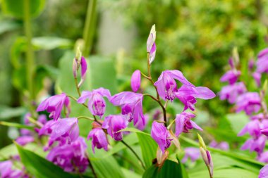 Saint Gallen, İsviçre, 9 Mayıs 2025 Bletilla Striata veya botanik bahçesindeki Çin orkide bitkisi