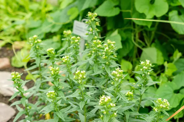 Saint Gallen, İsviçre, 9 Mayıs 2025 Lithospermum Erythrorhizon veya botanik bahçesindeki mor Gromwell bitkisi