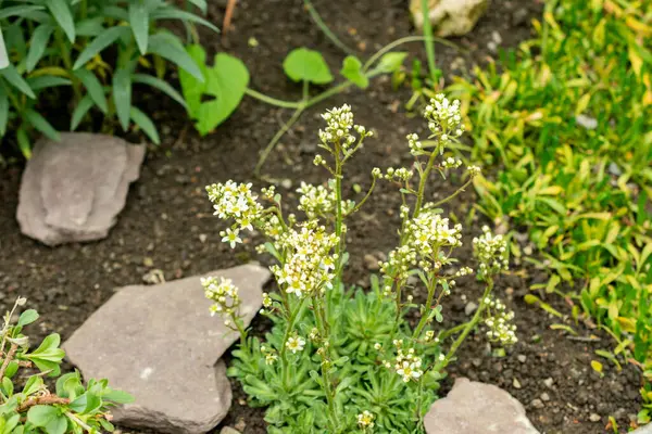 Saint Gallen, İsviçre, 9 Mayıs 2025 Saxifraga Kotschyi bitkisi botanik bahçesinde.