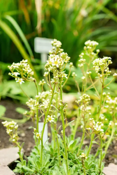 Saint Gallen, İsviçre, 9 Mayıs 2025 Saxifraga Kotschyi bitkisi botanik bahçesinde.