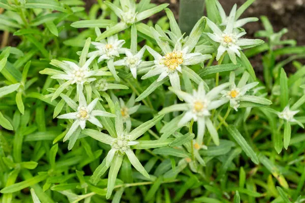 Saint Gallen, İsviçre, 9 Mayıs 2025 Leontopodium Jacotianum fabrikası Botanik Bahçesi