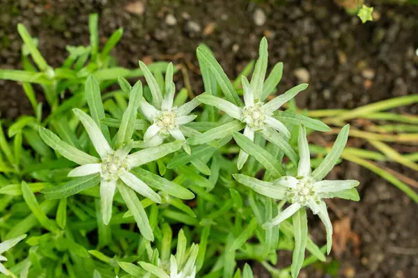 Saint Gallen, İsviçre, 9 Mayıs 2025 Leontopodium Jacotianum fabrikası Botanik Bahçesi