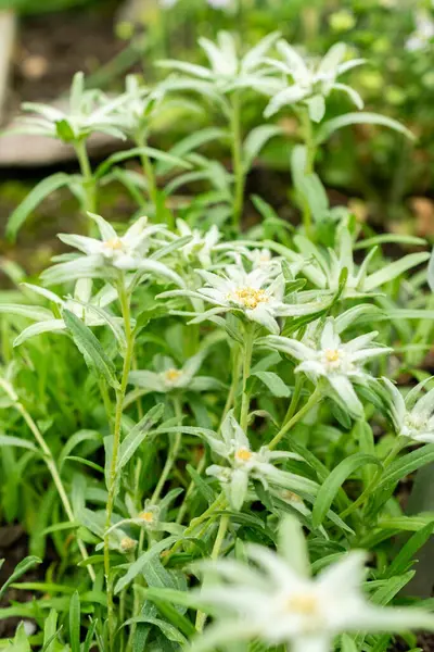 Saint Gallen, İsviçre, 9 Mayıs 2025 Leontopodium Jacotianum fabrikası Botanik Bahçesi