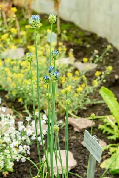 Saint Gallen, İsviçre, 9 Mayıs 2025 Allium Caeruleum veya botanik bahçesindeki mavi küre soğan fabrikası