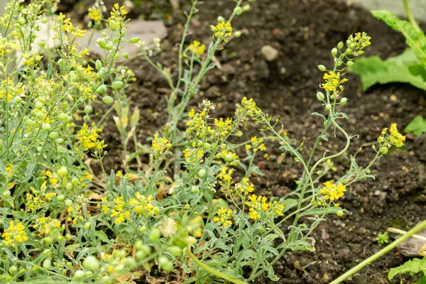 Saint Gallen, İsviçre, 9 Mayıs 2025 Lesquerella Arktika veya botanik bahçesindeki arktik mesane fabrikası