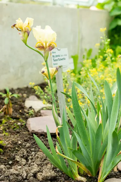 Saint Gallen, İsviçre, 9 Mayıs 2025 Iris Junonia bitkisi botanik bahçesinde.