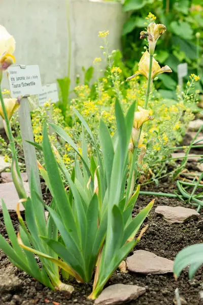 Saint Gallen, İsviçre, 9 Mayıs 2025 Iris Junonia bitkisi botanik bahçesinde.
