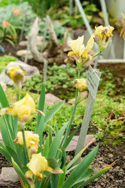 Saint Gallen, İsviçre, 9 Mayıs 2025 Iris Junonia bitkisi botanik bahçesinde.