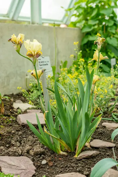 Saint Gallen, İsviçre, 9 Mayıs 2025 Iris Junonia bitkisi botanik bahçesinde.