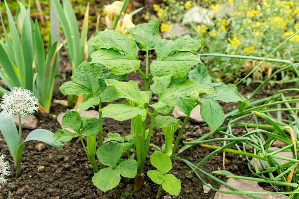 Saint Gallen, İsviçre, 9 Mayıs 2025 Arisaema Amurense veya botanik bahçesindeki tian nan xing tesisi