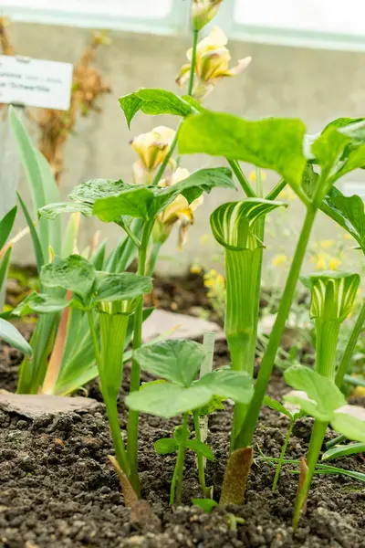 Saint Gallen, İsviçre, 9 Mayıs 2025 Arisaema Amurense veya botanik bahçesindeki tian nan xing tesisi