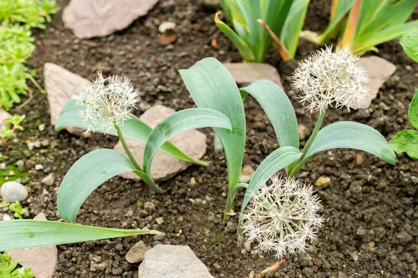 Saint Gallen, İsviçre, 9 Mayıs 2025 Allium Karataviense veya botanik bahçesindeki Türk soğan fabrikası