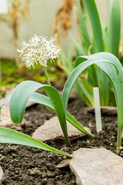 Saint Gallen, İsviçre, 9 Mayıs 2025 Allium Karataviense veya botanik bahçesindeki Türk soğan fabrikası