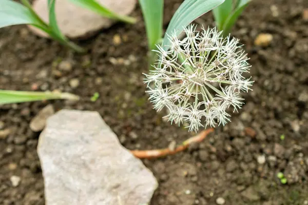 Saint Gallen, İsviçre, 9 Mayıs 2025 Allium Karataviense veya botanik bahçesindeki Türk soğan fabrikası