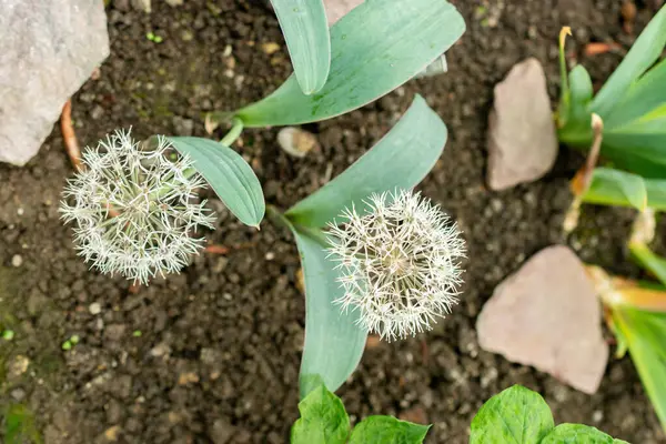 Saint Gallen, İsviçre, 9 Mayıs 2025 Allium Karataviense veya botanik bahçesindeki Türk soğan fabrikası