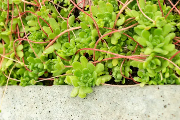 Saint Gallen, İsviçre, 9 Mayıs 2025 Botanik Bahçesindeki Sempervivella Alba bitkisi