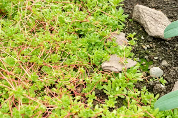 Saint Gallen, İsviçre, 9 Mayıs 2025 Botanik Bahçesindeki Sempervivella Alba bitkisi