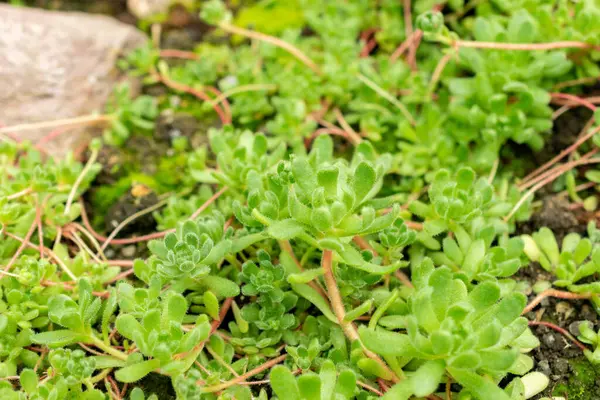 Saint Gallen, İsviçre, 9 Mayıs 2025 Botanik Bahçesindeki Sempervivella Alba bitkisi