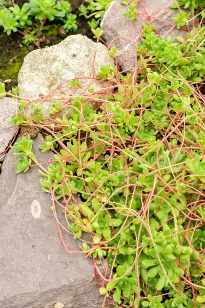 Saint Gallen, İsviçre, 9 Mayıs 2025 Botanik Bahçesindeki Sempervivella Alba bitkisi