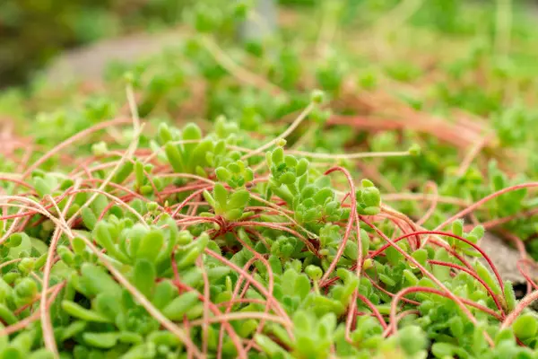 Saint Gallen, İsviçre, 9 Mayıs 2025 Botanik Bahçesindeki Sempervivella Alba bitkisi