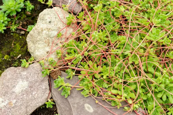 Saint Gallen, İsviçre, 9 Mayıs 2025 Botanik Bahçesindeki Sempervivella Alba bitkisi