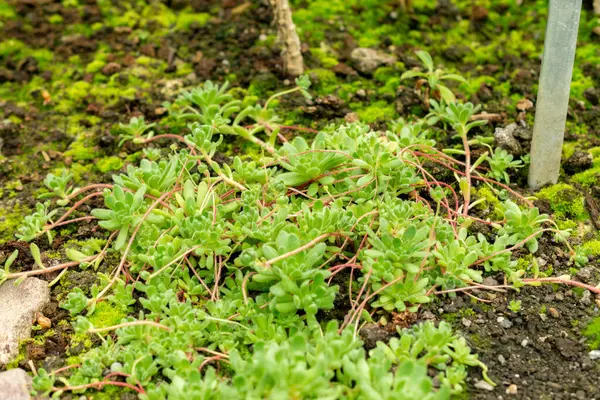 Saint Gallen, İsviçre, 9 Mayıs 2025 Botanik Bahçesindeki Sempervivella Alba bitkisi