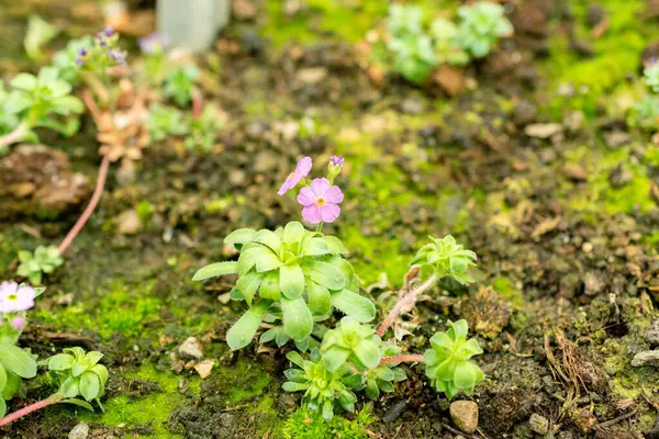 Saint Gallen, İsviçre, 9 Mayıs 2025 Androsace Sempervivoides bitkisi botanik bahçesinde.