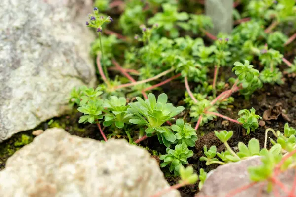 Saint Gallen, İsviçre, 9 Mayıs 2025 Androsace Sempervivoides bitkisi botanik bahçesinde.