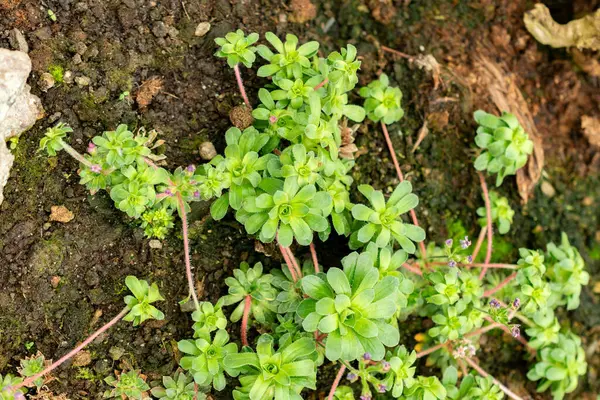 Saint Gallen, İsviçre, 9 Mayıs 2025 Androsace Sempervivoides bitkisi botanik bahçesinde.