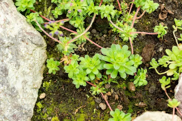 Saint Gallen, İsviçre, 9 Mayıs 2025 Androsace Sempervivoides bitkisi botanik bahçesinde.