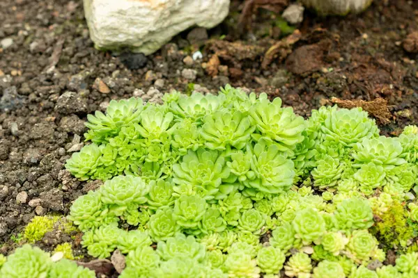 Saint Gallen, İsviçre, 9 Mayıs 2025 Rosularia Pallida Bitkisi Botanik Bahçesinde