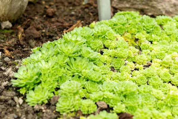 Saint Gallen, İsviçre, 9 Mayıs 2025 Rosularia Pallida Bitkisi Botanik Bahçesinde