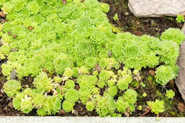 Saint Gallen, İsviçre, 9 Mayıs 2025 Rosularia Pallida Bitkisi Botanik Bahçesinde