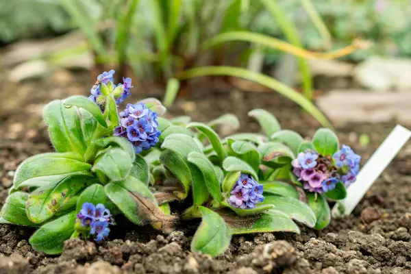 Saint Gallen, İsviçre, 9 Mayıs 2025 Myosotis Capitata bitkisi botanik bahçesinde.