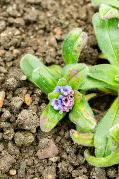 Saint Gallen, İsviçre, 9 Mayıs 2025 Myosotis Capitata bitkisi botanik bahçesinde.