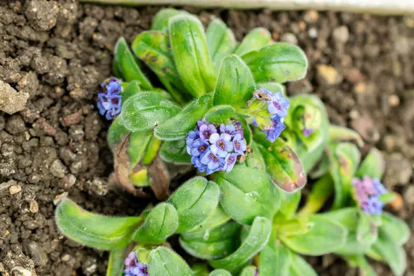 Saint Gallen, İsviçre, 9 Mayıs 2025 Myosotis Capitata bitkisi botanik bahçesinde.