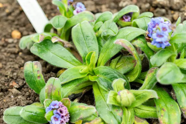 Saint Gallen, İsviçre, 9 Mayıs 2025 Myosotis Capitata bitkisi botanik bahçesinde.