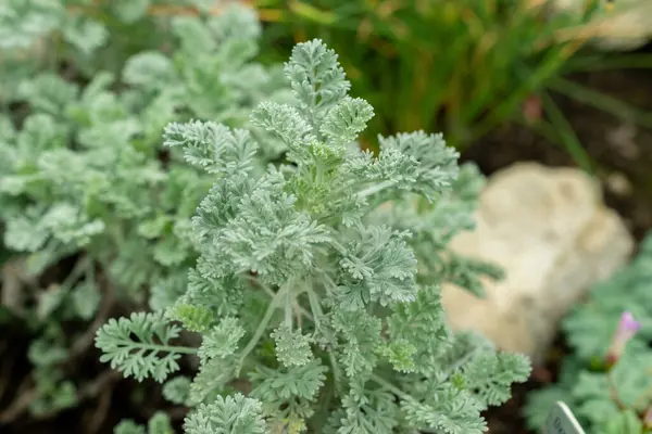 Saint Gallen, İsviçre, 9 Mayıs 2025 Botanik Bahçesindeki Tanasetum Argenteum fabrikası