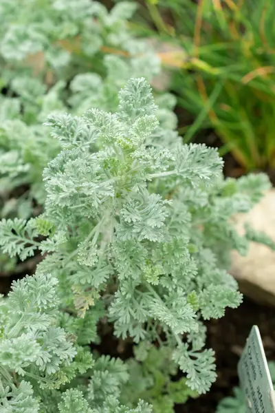 Saint Gallen, İsviçre, 9 Mayıs 2025 Botanik Bahçesindeki Tanasetum Argenteum fabrikası