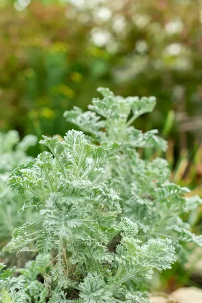 Saint Gallen, İsviçre, 9 Mayıs 2025 Botanik Bahçesindeki Tanasetum Argenteum fabrikası