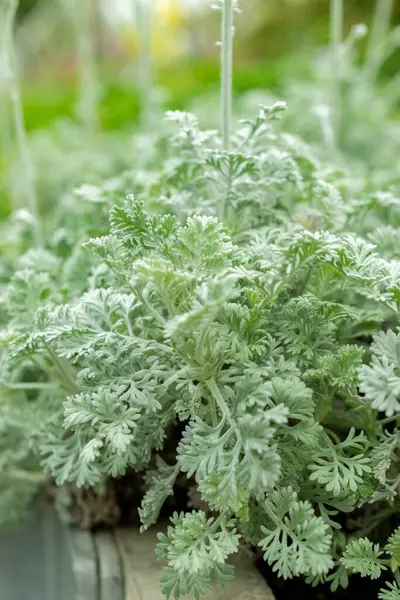 Saint Gallen, İsviçre, 9 Mayıs 2025 Botanik Bahçesindeki Tanasetum Argenteum fabrikası