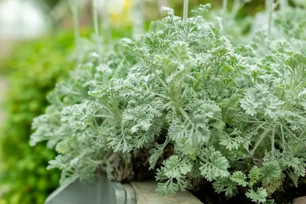 Saint Gallen, İsviçre, 9 Mayıs 2025 Botanik Bahçesindeki Tanasetum Argenteum fabrikası