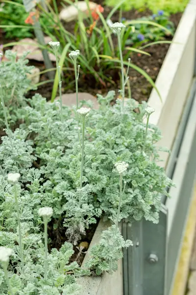 Saint Gallen, İsviçre, 9 Mayıs 2025 Botanik Bahçesindeki Tanasetum Argenteum fabrikası