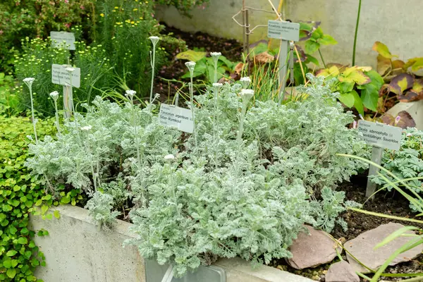 Saint Gallen, İsviçre, 9 Mayıs 2025 Botanik Bahçesindeki Tanasetum Argenteum fabrikası